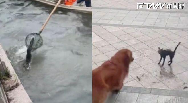 嚇死本喵!小虎斑剛被打撈上岸 下一秒撞見大狗嚇到「原地起飛」:魂都沒了